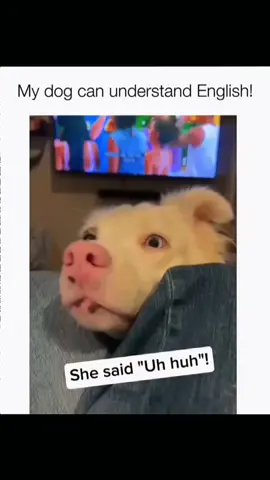 Funny and cute dog compilation 🐶😂 #funnydogs #cutedog #dogsoftiktok #funnypets #fyp 