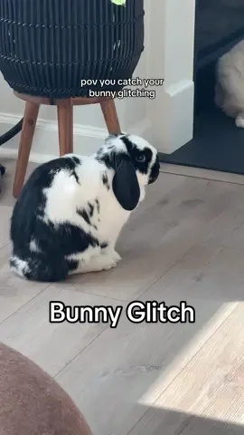 Then they go right into a hop 🫣 #bunnywalk #cutebunnies #bunniesoftiktok #funnyanimals