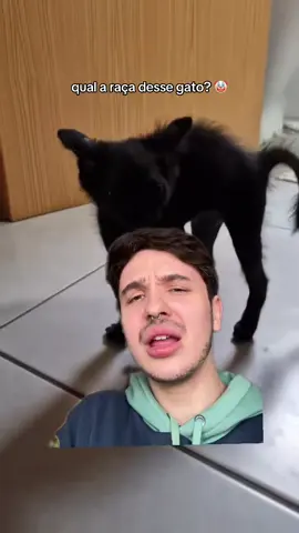 SABE A RAÇA DELE? 🥹🥹🥹 #react #comentarios #gatos 