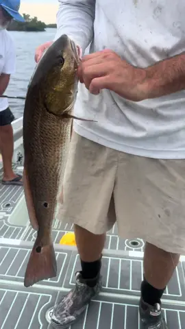 book now bite is 😳 #redfish #mangroves #sanibel #fyp #foryoupage 