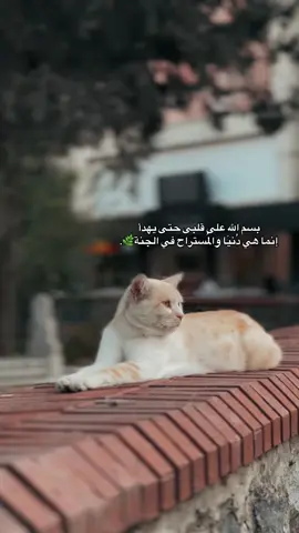 ❤️‍🩹❤️‍🩹… #fyp #اكسبلورexplore #حالات_واتس #محظورة_من_كلشي😫💔 #محظورة_مشاهدات 