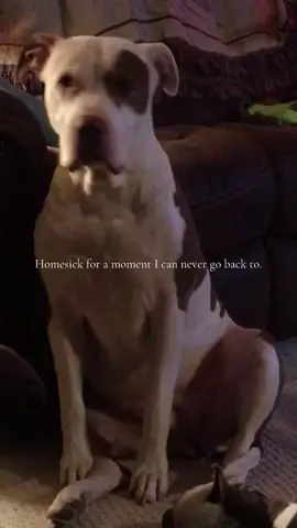 I miss my baby so much. #fyp #viral #homesick #americanbullpit #grieve 