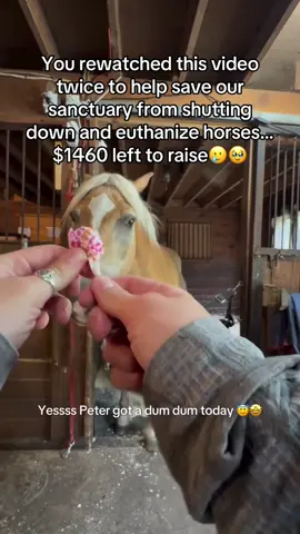 You rewatched this video twice to help save our sanctuary from shutting down and euthanize horses…$1460 left to raise🥲🥹#fyp #fypシ #goviral #horse #newyork 