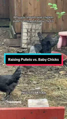 Day 4 and everyone is already good to go and hanging out with each other. This is why raising pullets is so much better than raising chicks. #blackcoppermarans #cuckoomaran #backyardchickens #collecteggs 