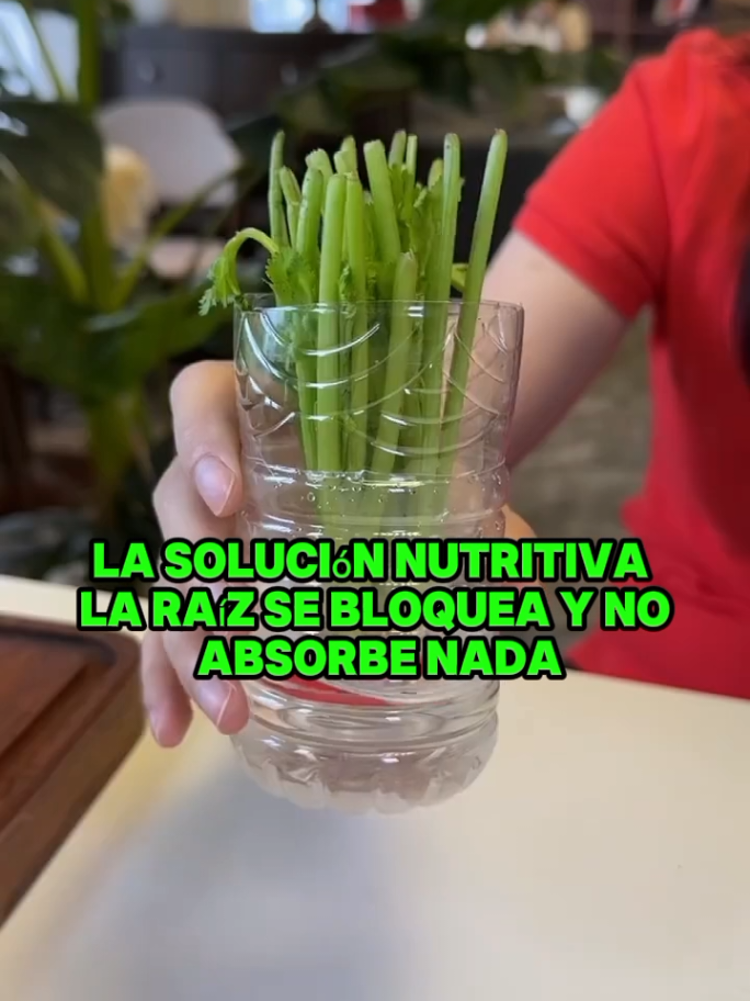 Hidroponía 💧 | Así debes administrar la Solución nutritiva del agua en tu Huerto Hidropónico 🥬💧 ✅️ SIGUENOS y CULTIVA tus propios ALIMENTOS 🥬  En cualquier rincón de tu Casa 🏠  #hidroponia #hidroponik  #huertoencasa  #huertocasero  #cultivoencasa  huerto - hidroponía - alimentos 