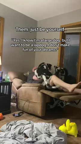 Them: Just be yourself  And now I have to apologize for being a big lapdog #dog #lapdog #dogsoftiktok #greatDane 