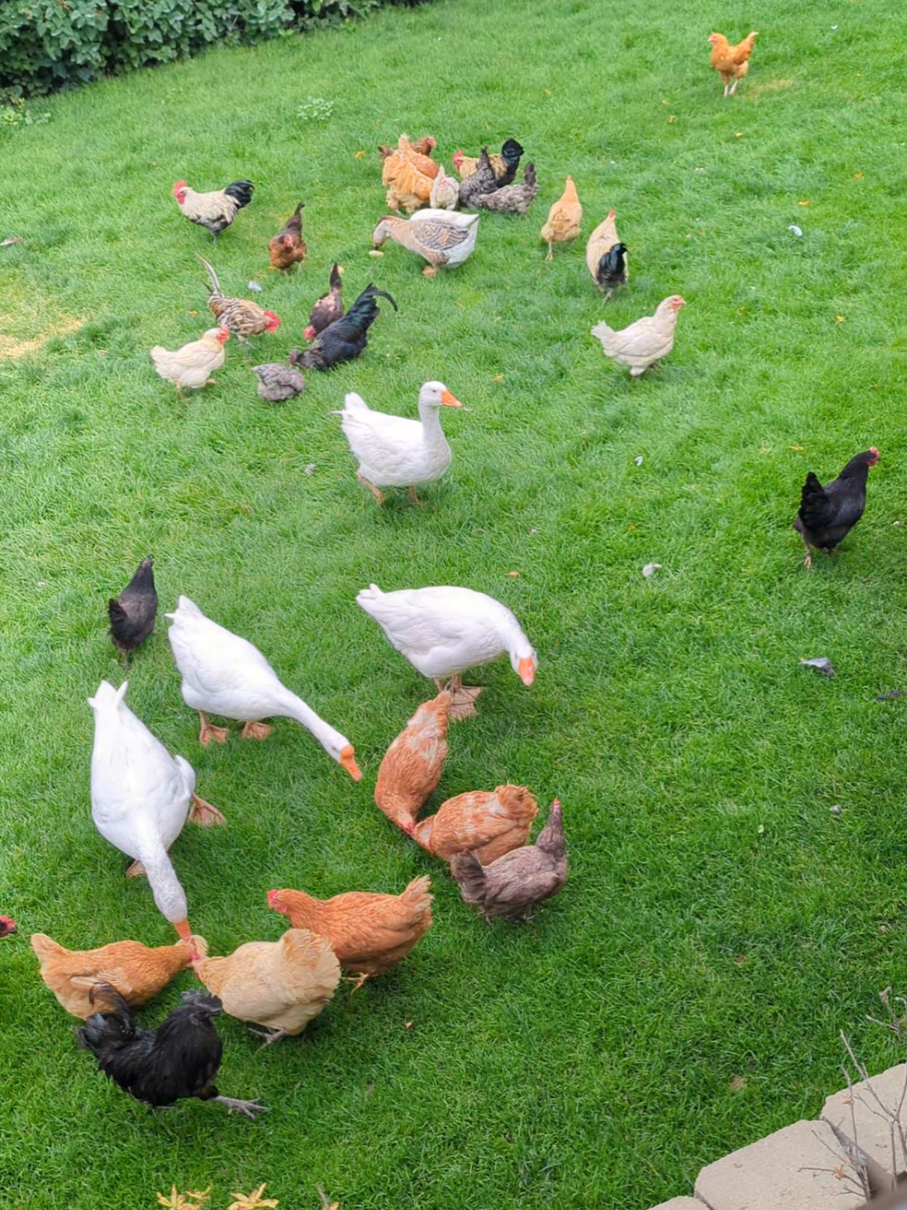 #homesteadlife 