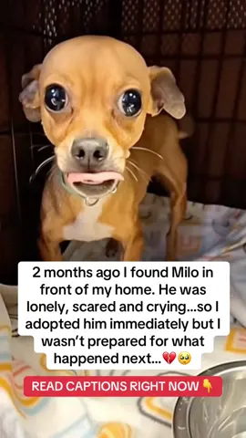 1 month ago I found Milo curled on my doorstep crying, shaking so hard his teeth chattered. I wrapped him in a blanket and brought him inside, but he wouldn’t stop trembling or whimpering. That’s when I rushed him to the 24-hour vet. At the clinic, the vet listened to his chest, checked his gums, and watched him curl into himself on the table. “He’s severely underweight, dehydrated, and in full-blown panic. I’ve seen dogs shut down like this, if we don’t stabilize him fast, he might not make it.” My stomach dropped. The vet started fluids and a mild anti-anxiety dose, then said: “Once he can keep food down, mix Taily Collagen Drops into his meals twice a day. It won’t be a magic switch, but the collagen can support his gut and muscle recovery, the omegas help calm inflammation, and many anxious rescues settle better when their bodies start to heal.” Milo’s Road to Recovery ✨ Day 3: He lapped warm broth with Taily Collagen Drops and finally slept without crying. ✨ Week 1: The shaking eased; he met me at the door with a tiny tail wag. ✨ Week 3: He ate full meals, learned “sit,” and did cautious zoomies after dinner. 😂 ✨ Week 4: Clear eyes, steady breathing, softer coat and the vet gave him an “A+” for progress. Turns out Milo wasn’t “broken”—he was drowning in severe anxiety. With patience, vet care, and Taily Collagen Drops, his body calmed and his spirit followed. He’s part of my life now; I’m not letting him go. 👉 If your dog’s anxious, underweight, or recovering don’t wait. Grab Taily Collagen Drops on Amazon. 💚 Comment “TAIL” and I’ll DM you Milo’s full routine & tag you in PART 2. #dog #dogtok #doggytips #fyp #viral 