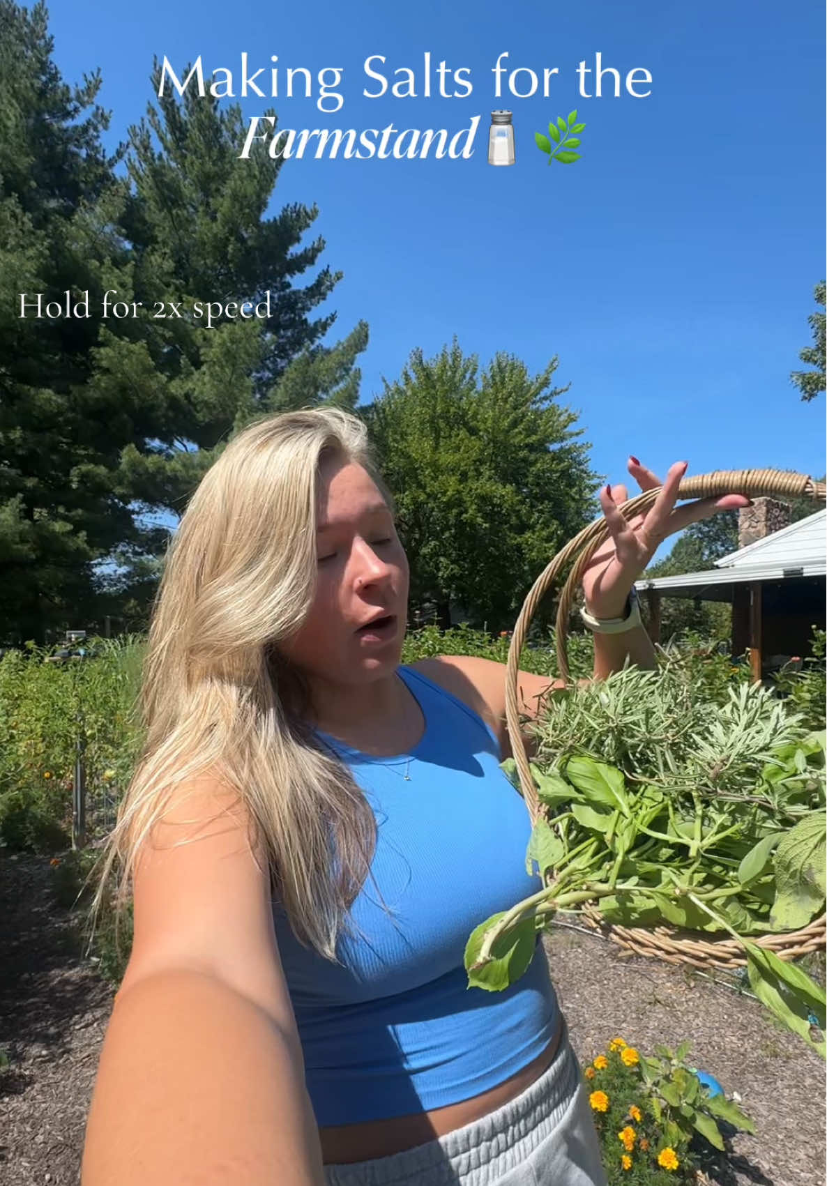 One of my favorite things to have in the farm stand and i love that it uses up my herbs from the garden!  🌿sage salt: perfect for Thanksgiving time, put on your Thanksgiving plate!  🌿 basil salt: sprinkle on tomatoes or veggies, line your margarita glass with it as well! 🌿rosemary salt: sprinkle on potatoes, season meats!  #farmstand #herbs #garden #salt #gardening 