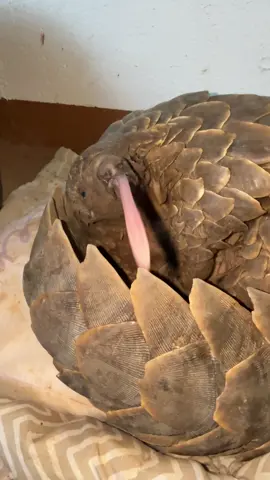 Phinny giving a big yawn after waking up from a nap!  Did you know a pangolins tongue is as long as it’s body? #pangolindiaries #teampangolin #pangolins #pangolin #animallover 