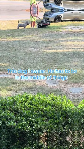 He has to watch and be in the middle of things. #fyp #dog #dogsoftiktok #life #doglover 