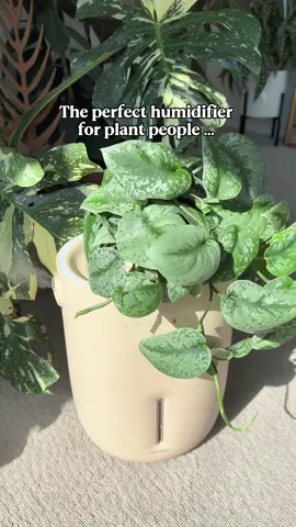 Humidifier 🤝 Plant pot - this is a genius combo if you ask me! 