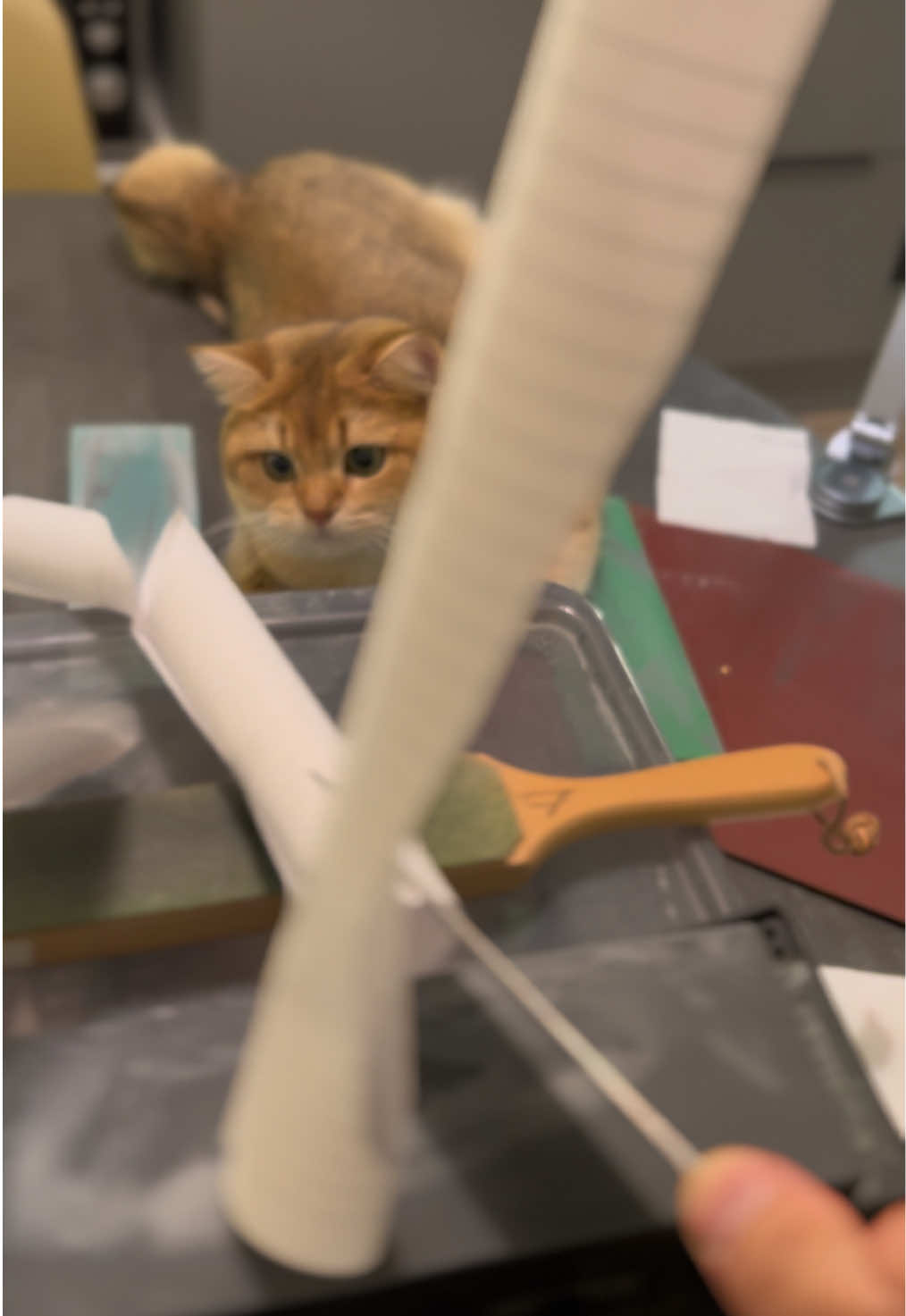 One day the cat will become a knifesharpening master. Do you understand what the cat is saying? #NAIFU #sharpener #sharpening #asmr #knifeskills 