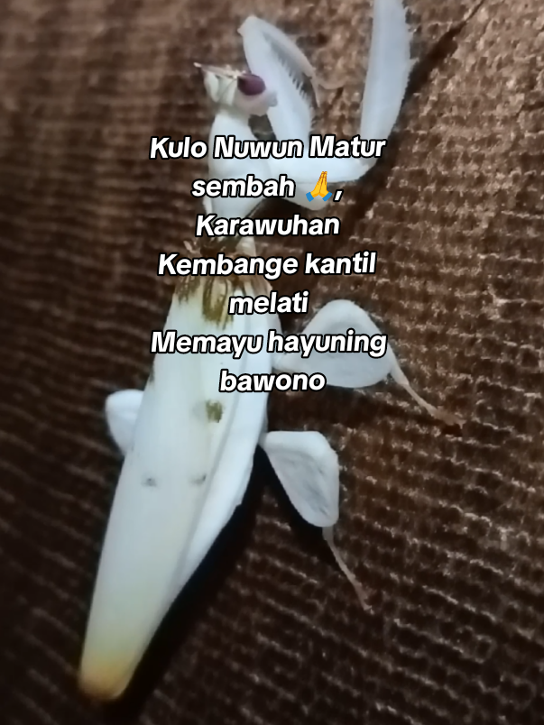 Detik-detik kedatangan tamu tak diundang Hewan langka serangga mirip bunga kantil dan melati #fyp #fypシ゚ #viral  #mistis #unik 