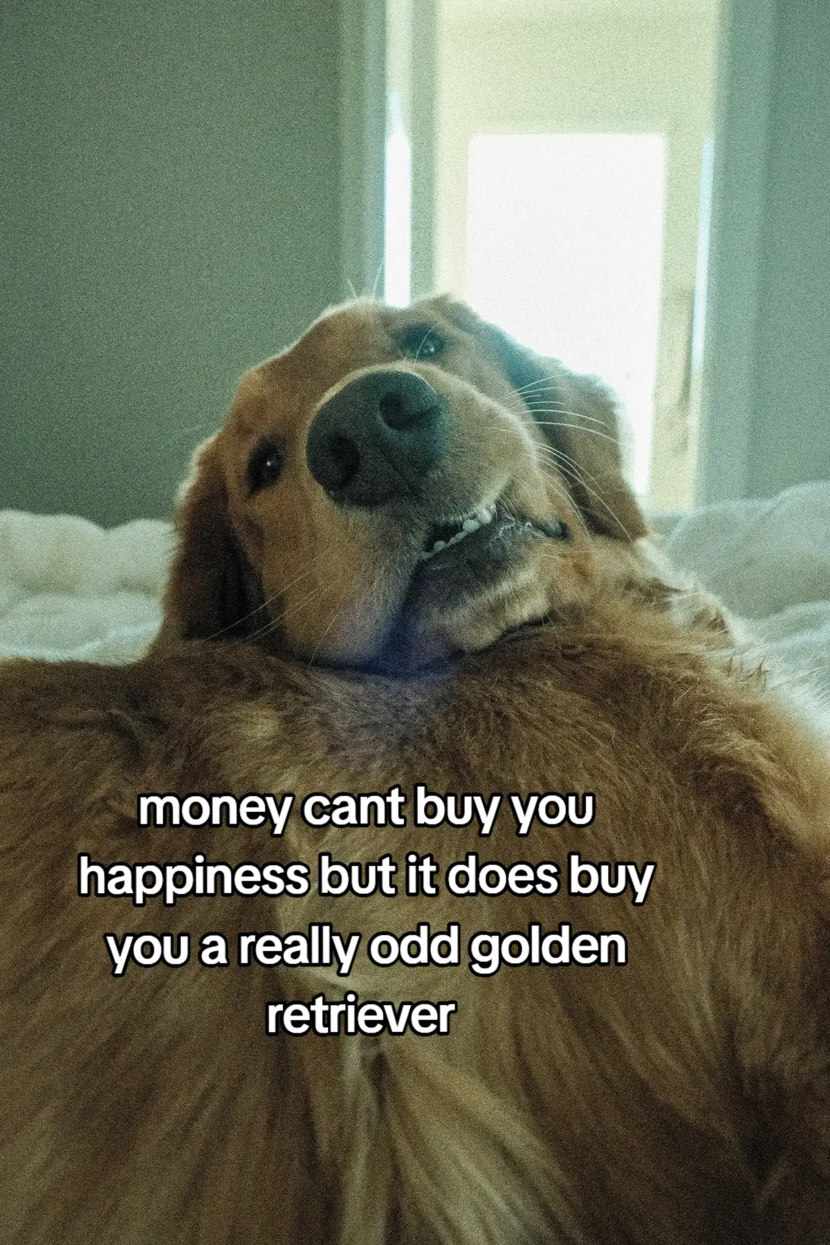 so basically happiness ##goldenreretriever #redgoldenretriever #dogmom