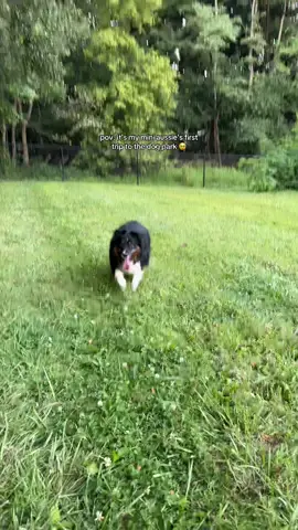Seeing her happy is the greatest gift in the world 🐾🤍🥹 #miniaussie #rescuedog #rescueanimal #miniaustralianshepherd #dogpark 