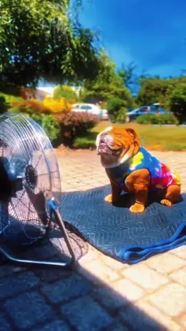Stay blessed #dog #bulldog #pradabagshawty #gorga #gorgadawgz 
