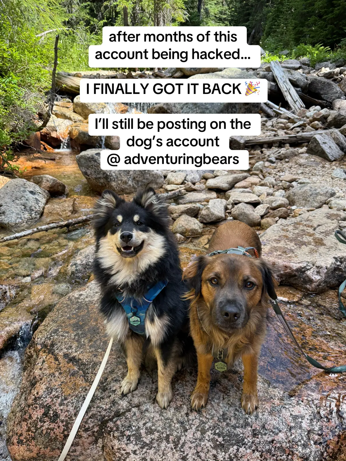 it’s been a rough few months trying to start over on TikTok, but we are BACK BABY! thank u TikTok #imback 