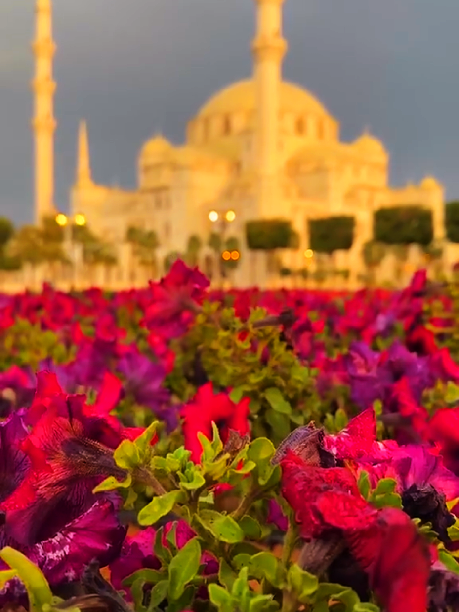 Favourite Nasheed🥰🫀🌸🎧 . .  #nasheed #darkedit #aestheticvideos #islamiccontent #islamicstatus 