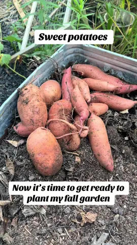 Harvested my sweet potatoes today. They did fairly well IMO. I only planted 2 slips and they gave me plenty.  #happygardening #growyourownfood #Godisgood #greenthumb #sweetpotato