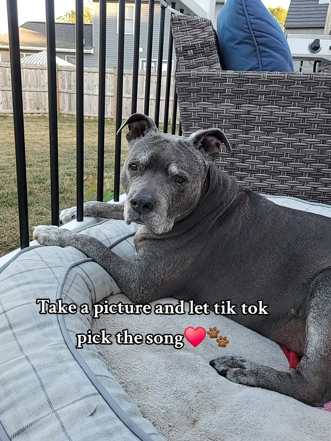 #dogmom #dogvideo  #furbaby #dogoftheday  #nala @jamesjobe35  if you are a dog lover dogs that sleep my soul dog poem Senior dog Dog TikTok Trends senior dog care tips 