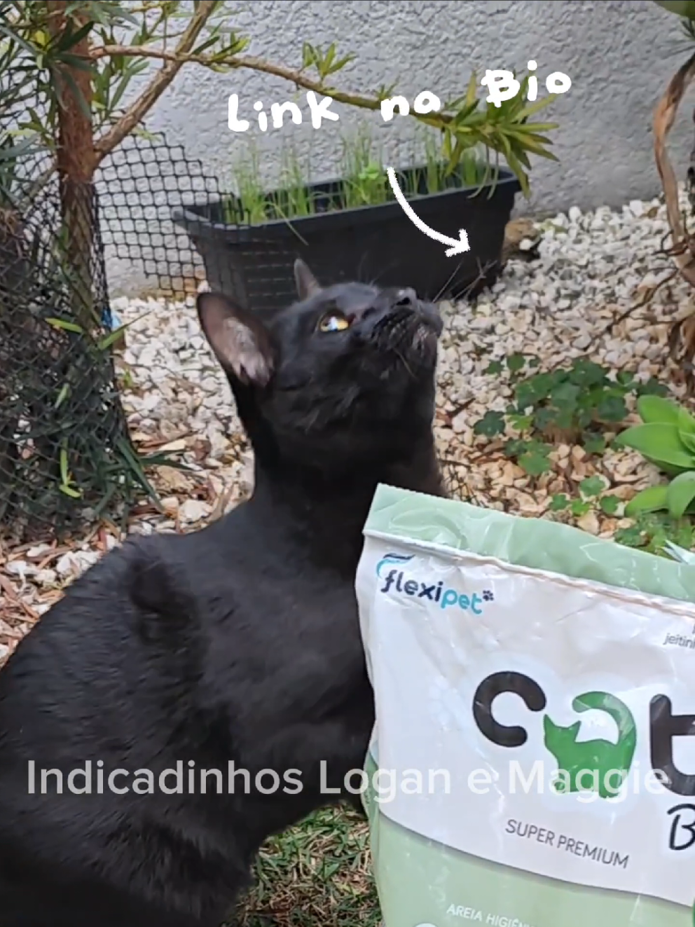 Areia CatBio Super Clean Grãos Médios - Areia Famosinha na Shopee ❤️ Link na Bio #areiagato #areiacatbio #catbio #gateira #gato