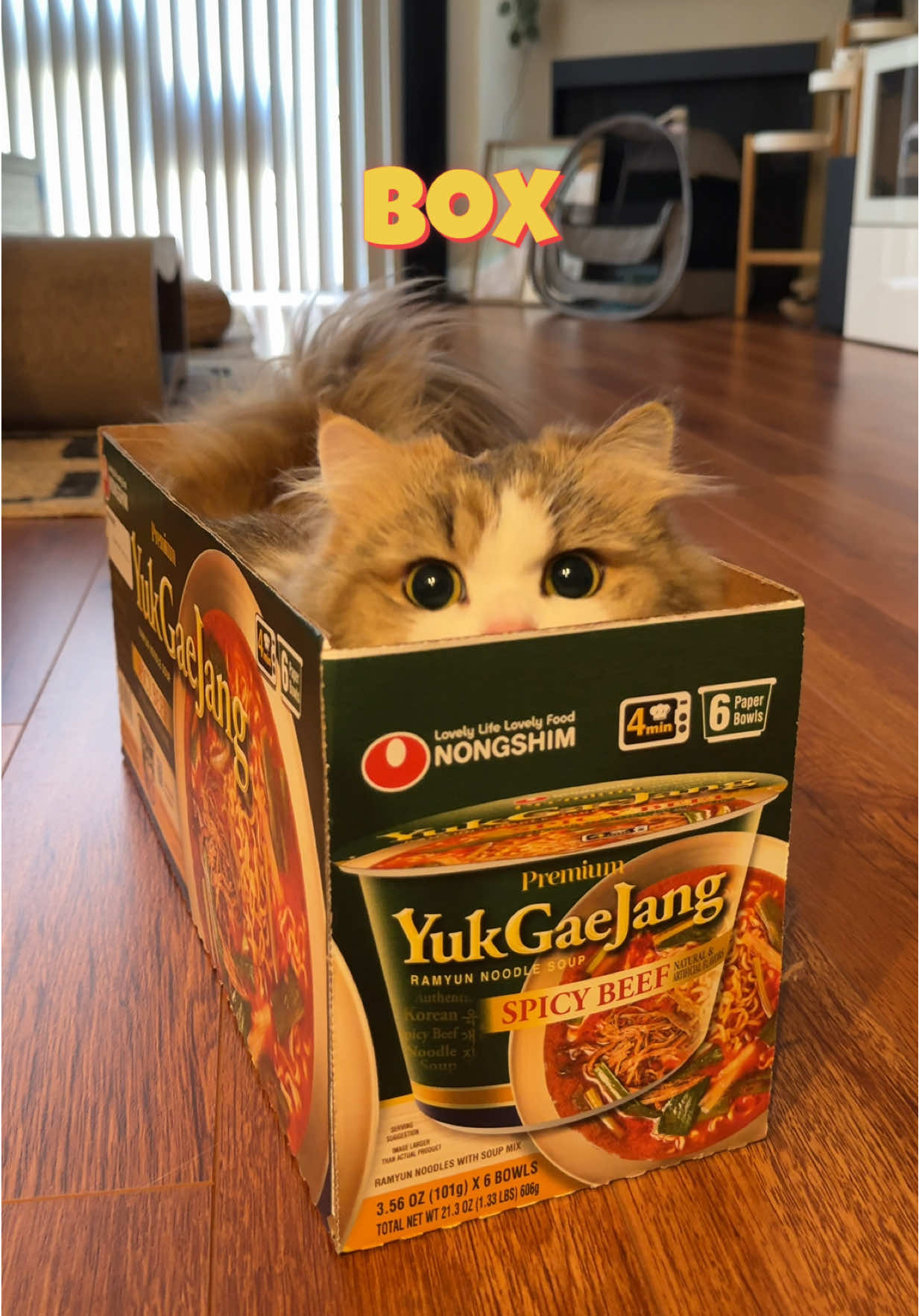 Even better if it’s a @Nongshim USA ramen box 🍜  #catbox #catoftheday #britishlonghair #munchkincat #ramennoodles 