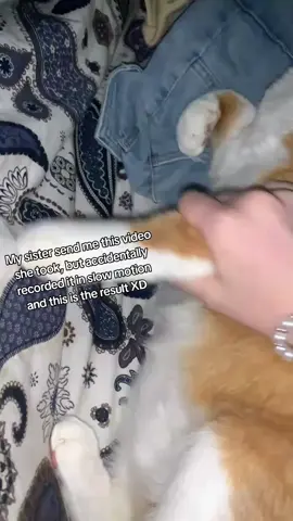 I am CRYING with laughter. The Full video is 3 minutes long and it was accidentally taken in slow motion. the WHOLE THING XDD