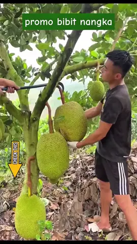 promo bibit nangka madu merah bibit nangka merah bibit nangka madu #fyp #bibitnangka #bibitnangkamadu #bibitnangkamerah 