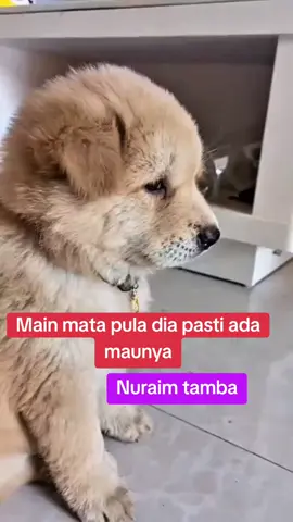 Banyak kali tingkahnya. #hiburan#anjinglucu #pecintaanjing #animals 