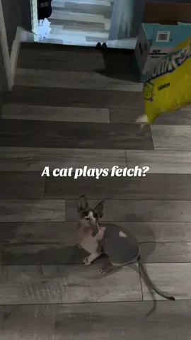 Trying to do laundry and my cat that acts like a dog wants to play fetch or he will mess up my laundry until I play with him. Yoda is a sphynx cat , not your average cat. Hes such a lovable little boy, even though he gives me mini heart attacks through the day when I call for him and he ignores me like a teen, he hides in the smallest areas and drives me crazy but he’s mine 🥰 #cats #sphynx #yoda #foryoupage #trending 