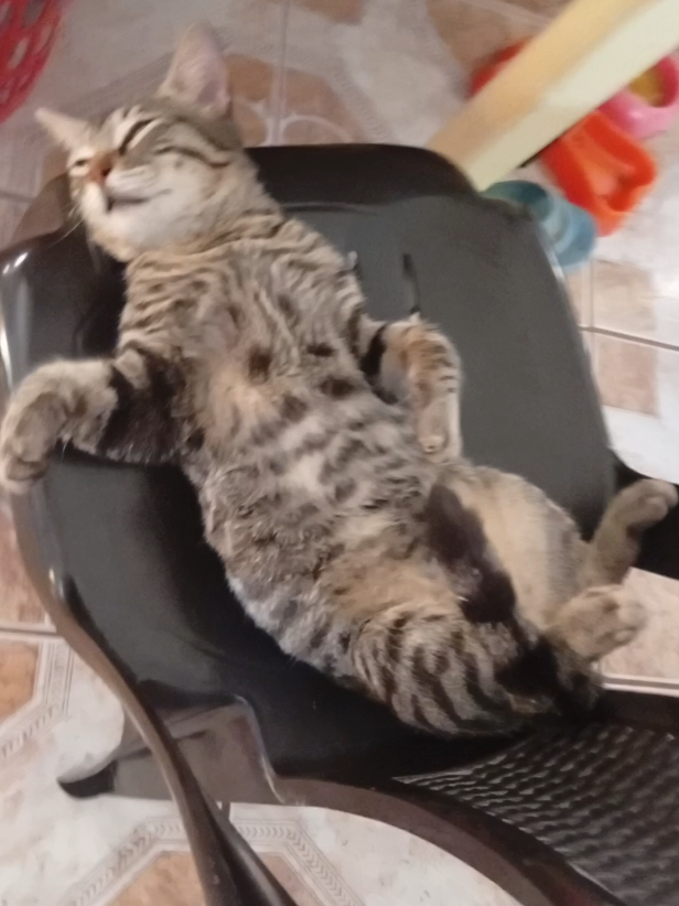 #gatos #dormilon ya no son como antes #mascotas #meme #trend 