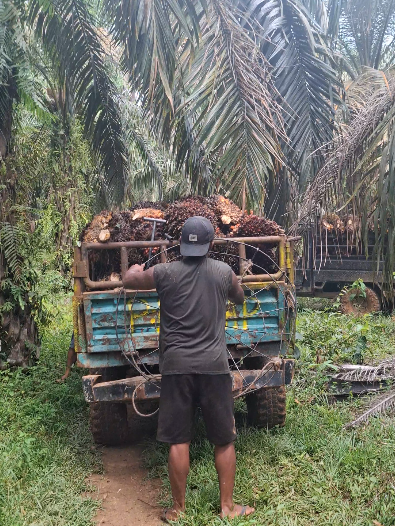 p balap sawit🌴😥🥶🫵#storisawit🌴 #mobillangsirsawit🌴 #fyp 