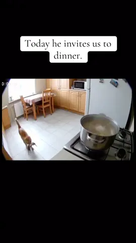 #dinner #cena #gato #catsoftiktok #catslovers 