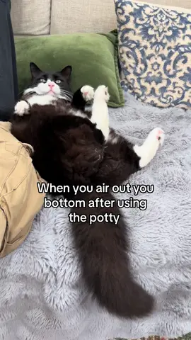 Just another version of Seymour’s thoughts 😹 #catsoftiktok #cats #funnycats #tuxedocat 