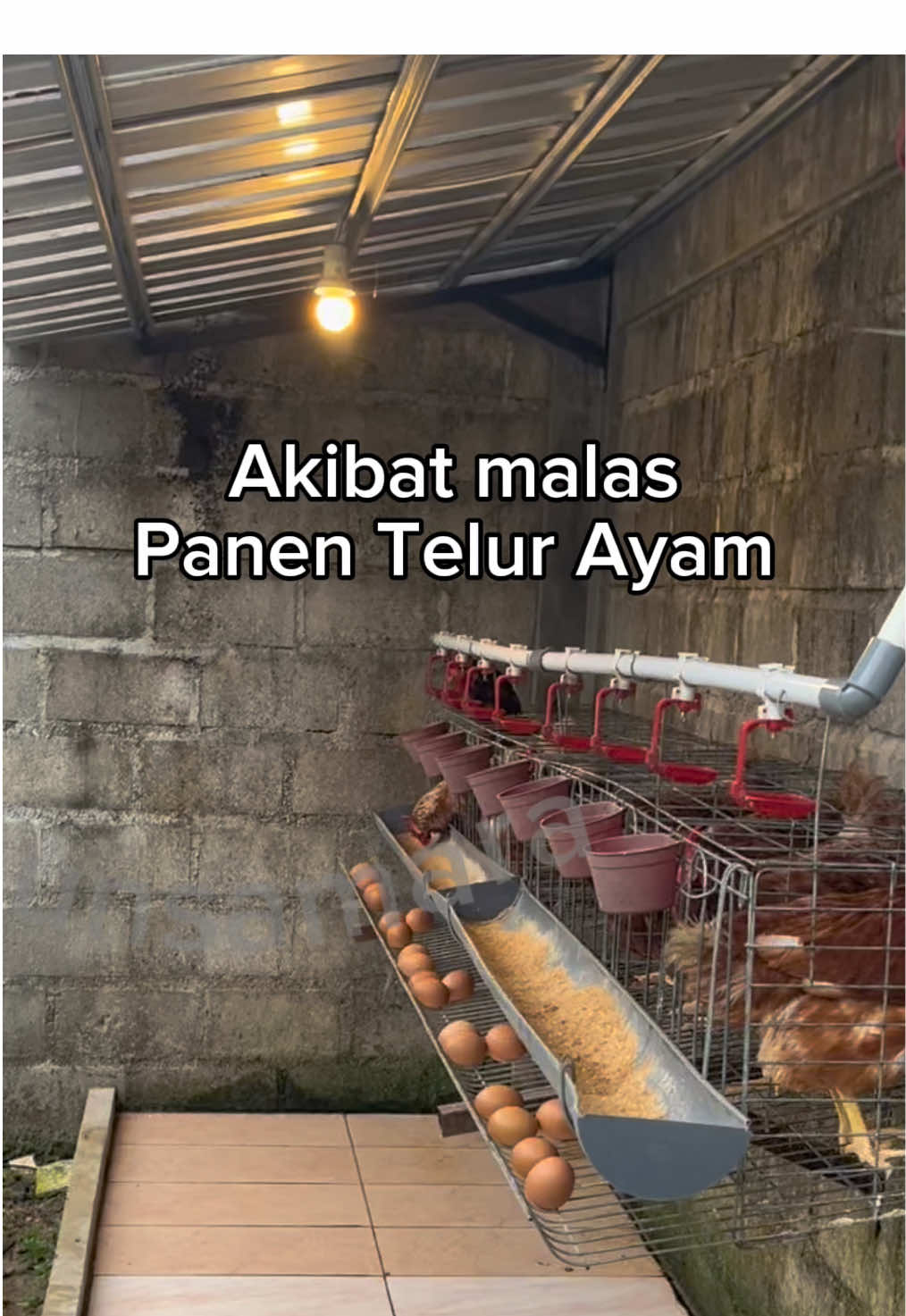 Kalau pelihara telur, jangan malas dipanen ya #happy #farming #morningvibes #gardening #inspiration 
