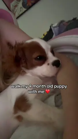 my lil cavalier #cavalier #puppy #fyp 