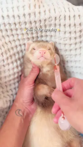 Have to make nail trimming day relaxing so he doesn’t mind it 🤭✨💗 Thank you to @kokothestinkyboy&tillythesilly for the inspo! 🤍 #ferret #ferrettok #ferretvideos #huron #ferretsoftiktok 