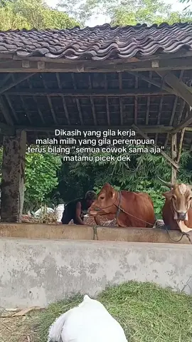 matane picek tenan#setoriwahatsap #perternakmuda #fakesituation⚠️ #perternakansapiindonesia #fyppppppppppppppppppppppp 