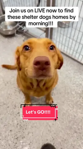We need all eyes on these dogs to give them a chance! #rescuedogarmy #rescuedogarmystrong #shelterdog #adoptdontshop #dog 