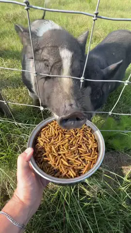 these pigs like it  🐷 #farmlife #pigsoftiktok #elevatedhome 