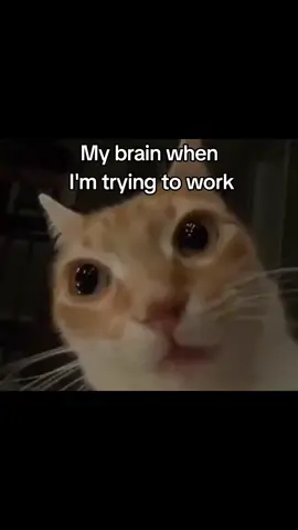 #Meme #Memes #Foryoupage #Fypage #Fyp