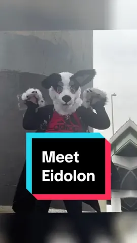 #furry #furriesoftiktok Meet Eidolon (eye-doe-lawn), Eido for short, twin sister to Phantom. Samio/husky mix💜😍@LesserLovedCreatures 