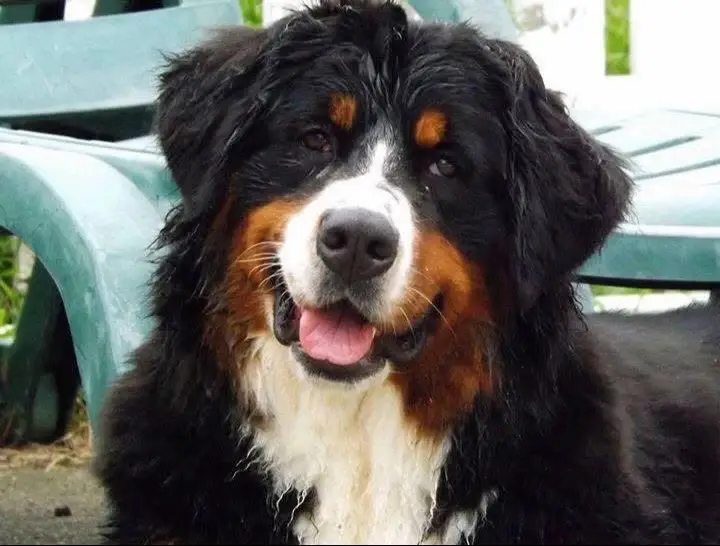 Bernese mountain breed is my forever love ! Once your loved by one .. it will forever be yours also ! Pictures of me with my Three girls ! #trend #bernesemountaindog #dog 