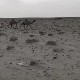 ما عندنا حب خشم ولا توداده الفوز غصب على الاخصام جبريه