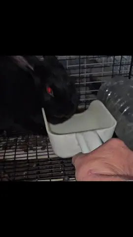 I had to use the scoop to distract her just so I could grab a water dish.  She would rush the cage and try to bite every time I walked by.  She's going to taste great with BBQ sauce.  #littleshitranch #rabbitsoftiktok #satinrabbits #ARBA #rabbitbreeder 