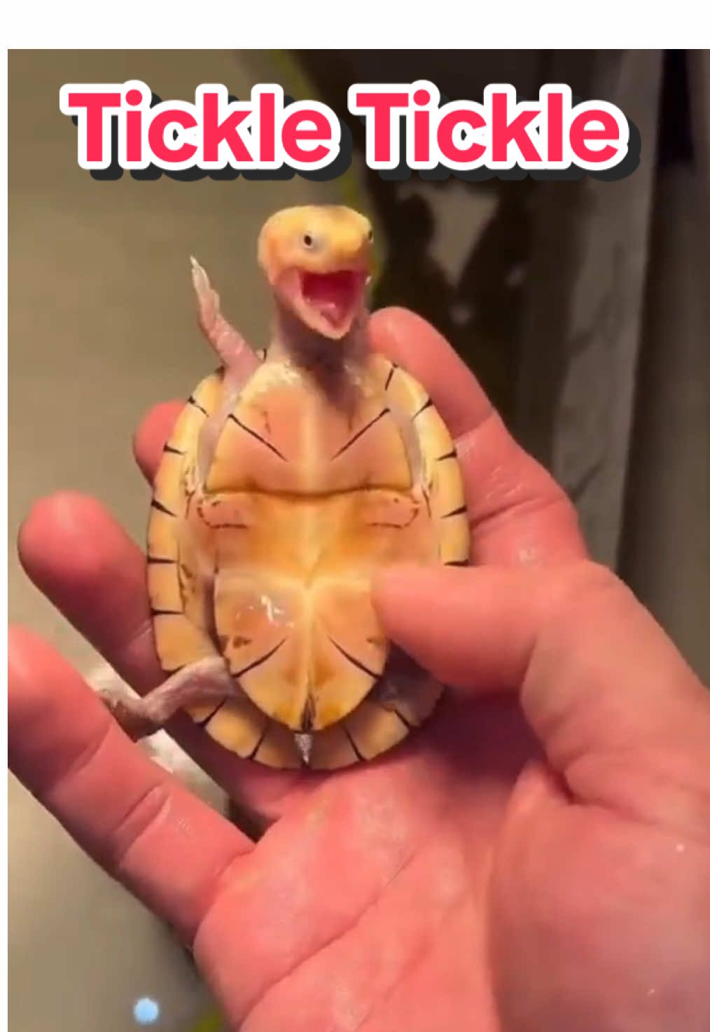 #turtle #baby #tickle #laugh #masage 