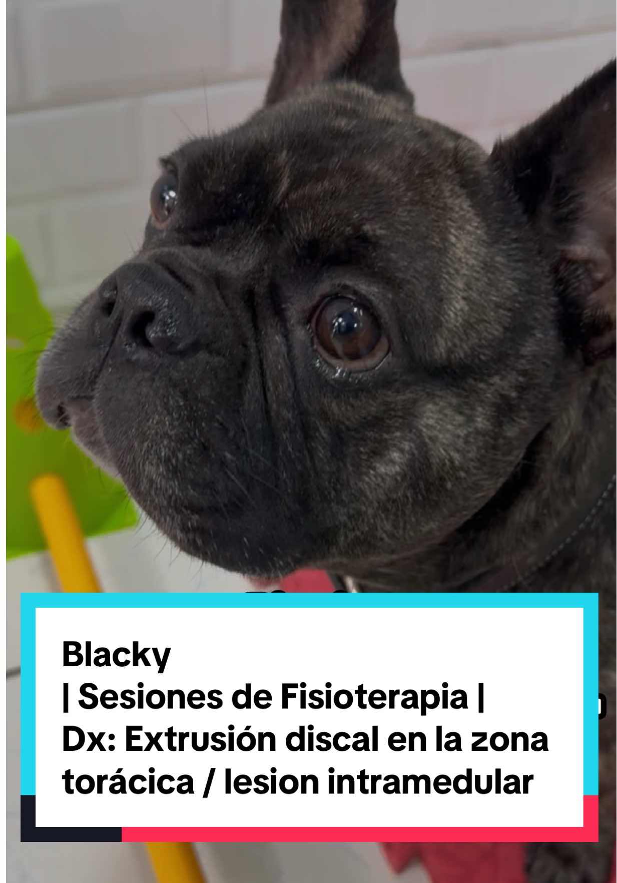 Caso: Blacky, canino de 3 años de edad, el paciente llegó al servicio de rehabilitación con diagnóstico confirmado mediante resonancia magnética, la cual evidenció extrusión discal en la zona torácica y el compromiso intramedular, generando pérdida completa de la movilidad en los miembros posteriores.  Después de su intervención quirúrgica se instauró un protocolo de fisioterapia de rehabilitación neurológica. Poco a poco empezó a dar señales de recuperación, y tras varias sesiones ¡logró recuperar el movimiento de sus miembros posteriores! 🐕✨ Un ejemplo hermoso de cómo la constancia y el tratamiento adecuado pueden devolver la calidad de vida. Medico Fisiatra: @Dra.trixylilly Acupuntura: @Acusfisvet Médicos veterinarios Clínica: @blasvet  #fisioterapiaveterinaria #veterinariaperu #perrosdetiktok #limaperu #fisioterapiaveterinarialimaperu 