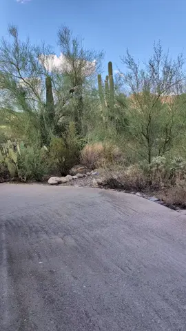 I was waiting for my ride and suddenly I heard coyotes very close....sound up for this one. #tucsonmountainpark  #coyotes #desert #desertlife🌵❤️wildlifeaz 