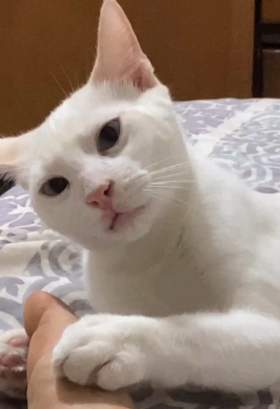 Creo q me odia… #fyp #gatos 